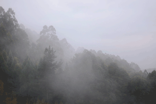 Mountain Fog